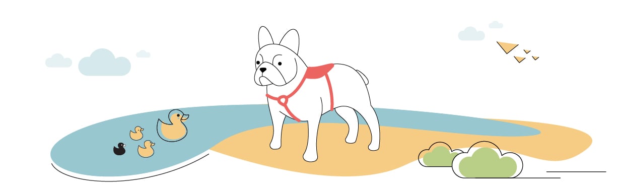 easy walk harness for french bulldog