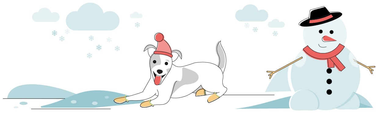 Best Dog Booties