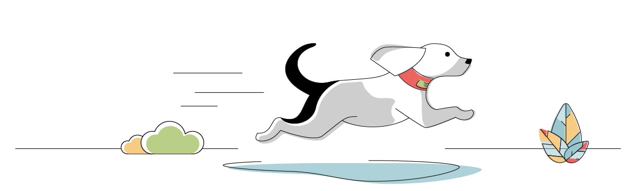 gps dog training collar