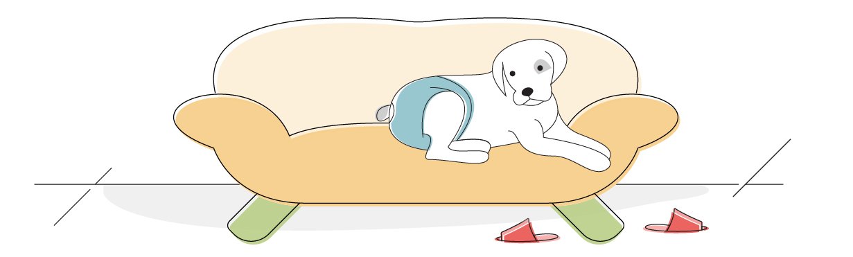 best washable dog diapers