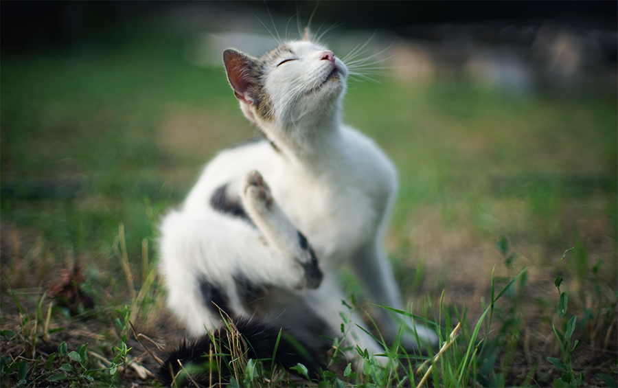 hartz ultraguard one spot for cats and kittens instructions