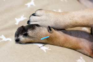 Dog Acupuncture