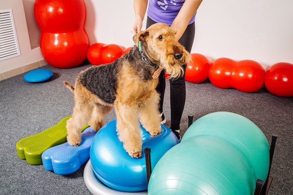 Dog Physical Therapy