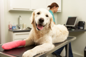 Joint Surgery for Dogs