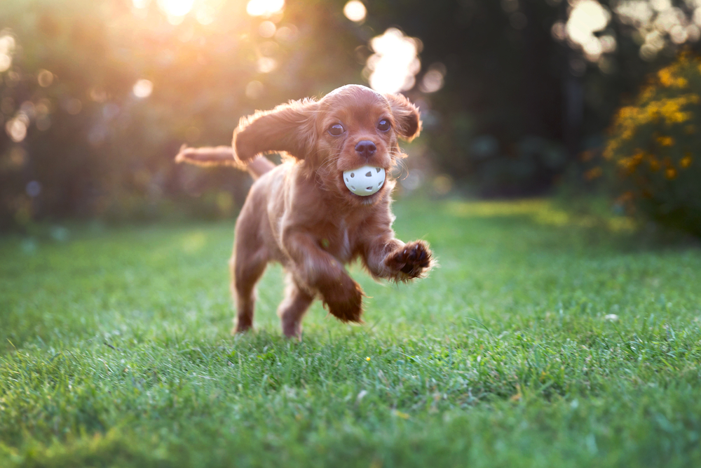 Puppy Playing