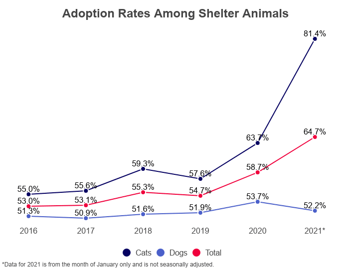how many dogs are given up for adoption each year