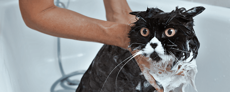 Flea Care For Cats Spots Cat Bath Flea on Spots.com