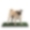 Premium Pet Dog Potty Pee Turf Grass