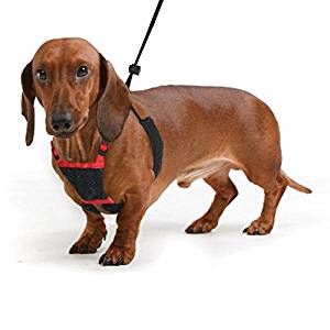 THE BEST Harness for Dachshunds [2020 