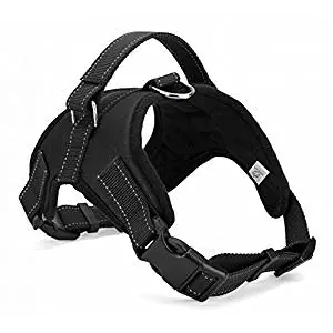 Hamilton Harness Hamilton Harness