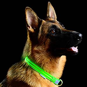Pet Industries LED Collar Pet Industries LED Collar