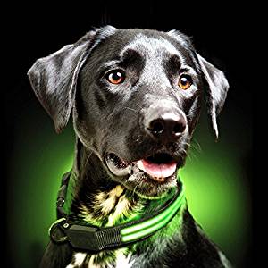Shine for Dogs Ultimate LED Collar Shine for Dogs Ultimate LED Collar