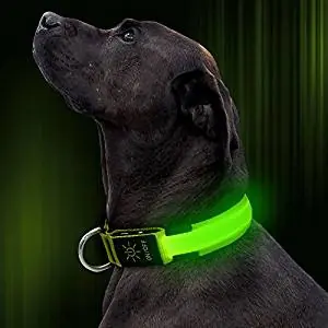 AllBright LED Collar AllBright LED Collar