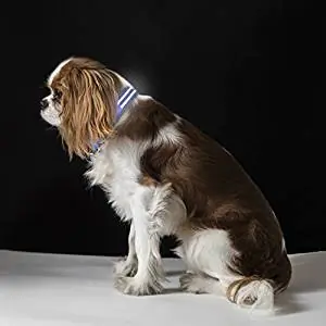 Besser Products Collar Dual LED Collar Besser Products Collar Dual LED Collar