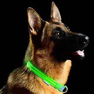 dog with led collar