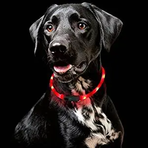 Shine for Dogs Ultimate LED Collar Shine for Dogs Ultimate LED Collar