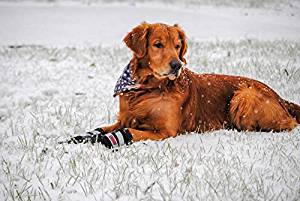 Bark Brite All Weather Boots Bark Brite All Weather Boots
