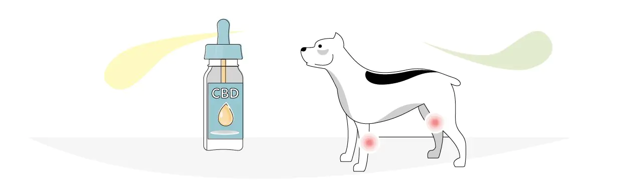 Best CBD for Dogs with Arthritis