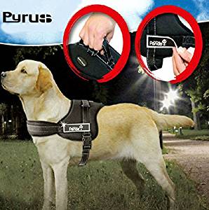 heavy duty harness for pitbulls