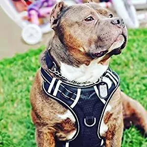 pitbull dog harness vest