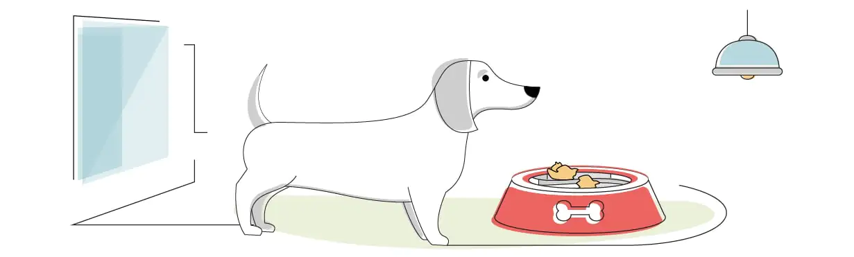 Best Collapsible Dog Bowl