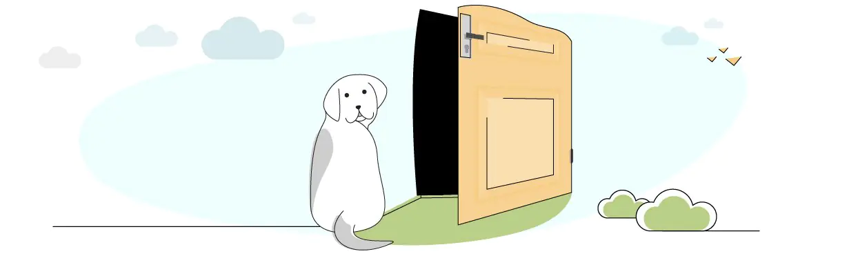 Best Shampoo for Dogs