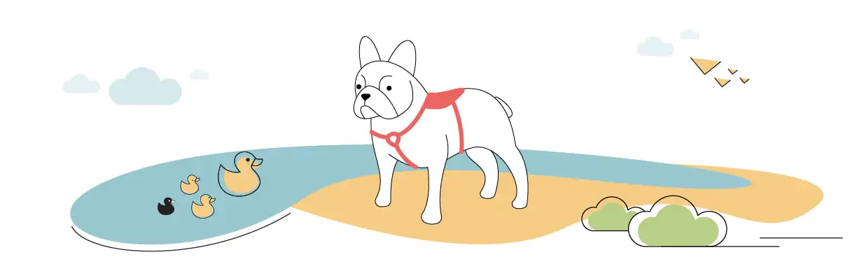 Best Harness for French Bulldogs